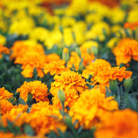 Marigold Hand Wash