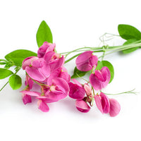 Sweetpea Flowers Body Wash