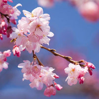 Cherry Blossom Hand Wash