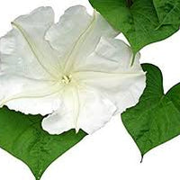 Moonflower Perfume Spray