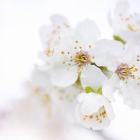 White Patchouli Body Wash