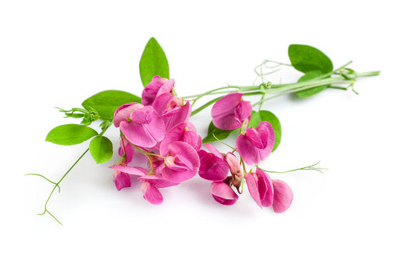 Sweetpea Flowers Body Wash