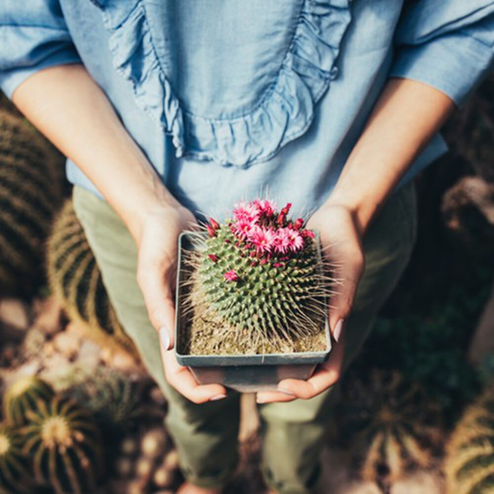 Cactus Flower Body Wash