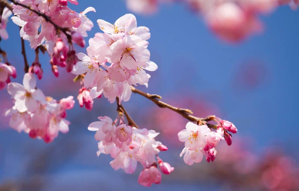 Cherry Blossom Hand Wash