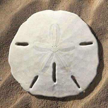 Sand Dollar Soap