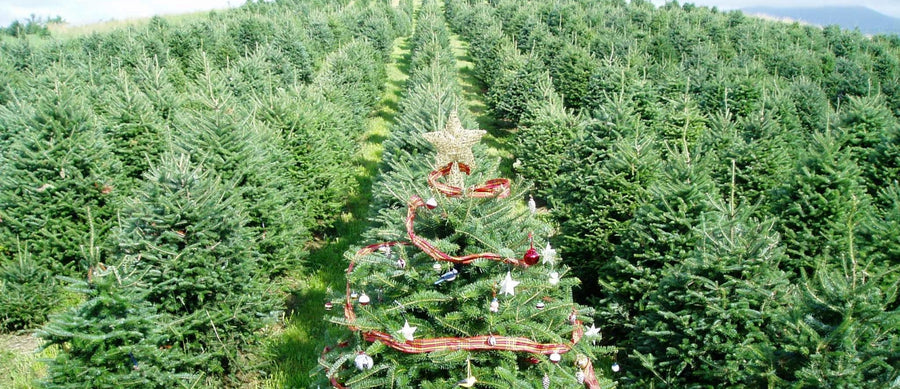 Christmas Tree Farm Candle