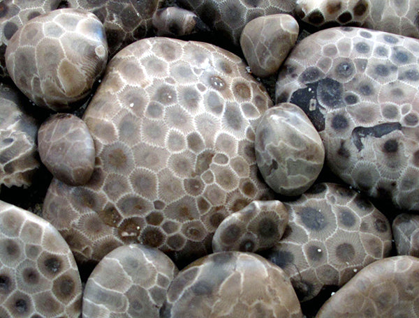 Petoskey Stone Hand Wash